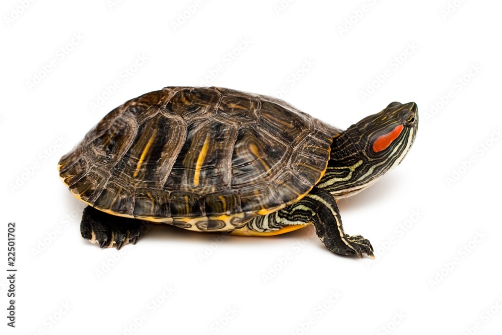 Naklejka premium Red eared turtle