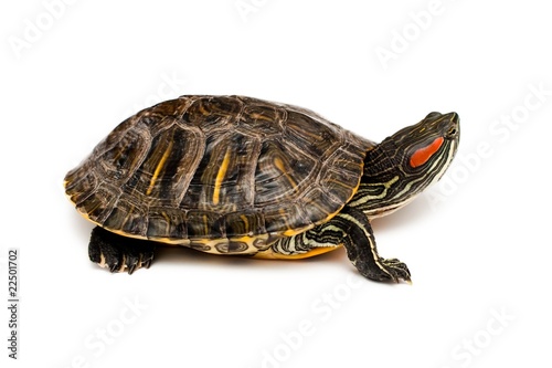 Red eared turtle