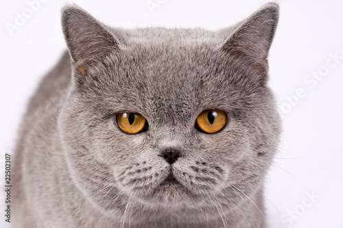 British grey cat