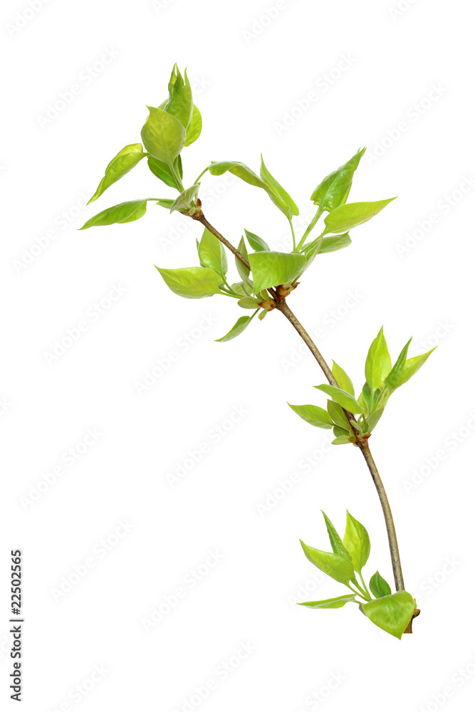 Fototapeta premium Green Leaves