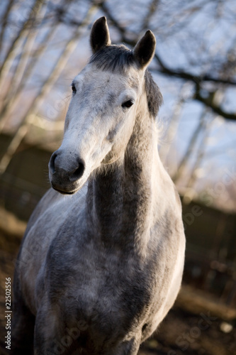 Fototapeta Naklejka Na Ścianę i Meble -  dapple-gray horse