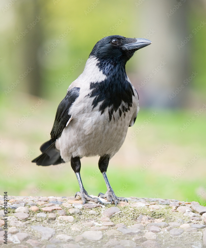bird crow bird crow