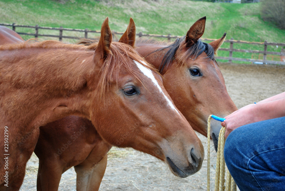 Fototapeta premium karmienie piersią