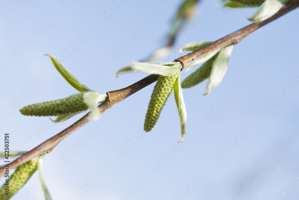 Naklejka premium branch