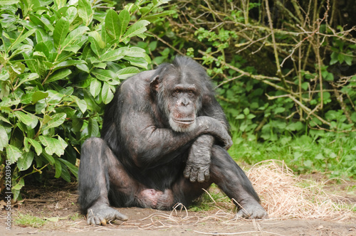 Chimpanzee © Stephen Meese