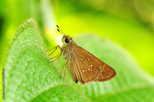 Skipper Butterfly Resting On A Leaf