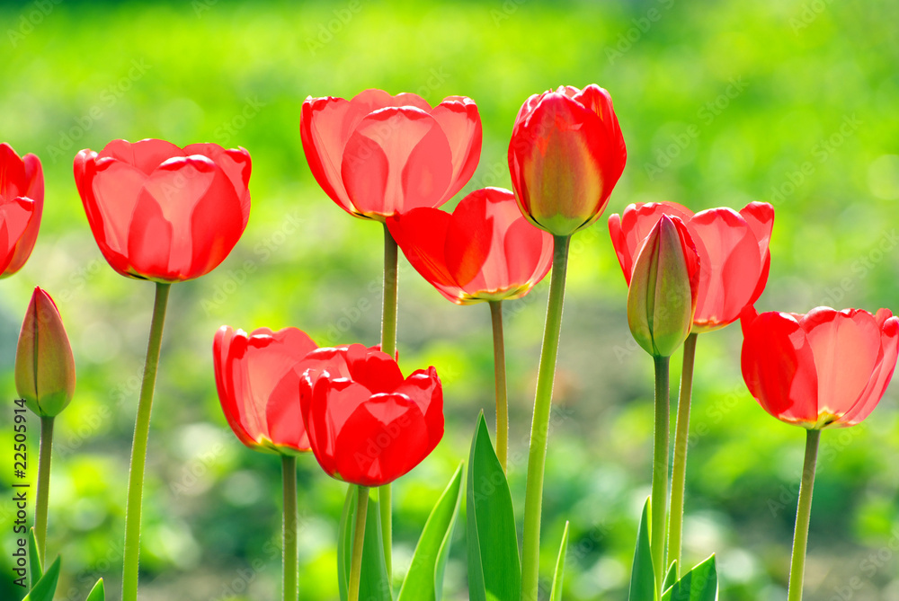 Fototapeta premium tulips