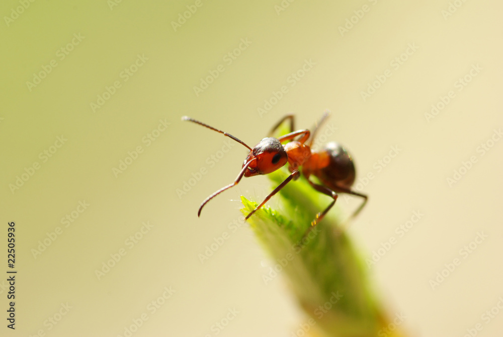ant ant