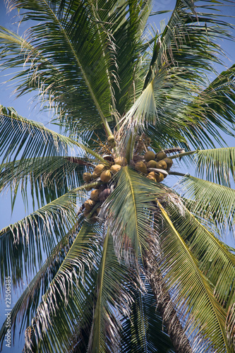 Coconut Tree