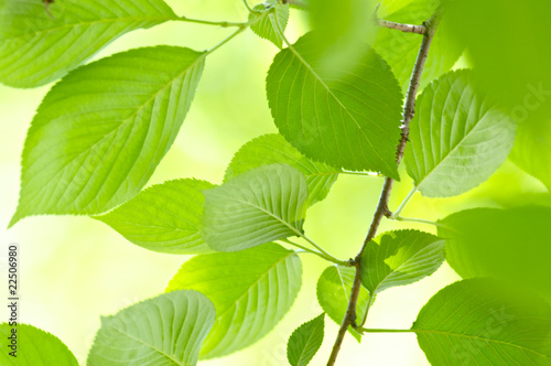 新緑の桜の葉