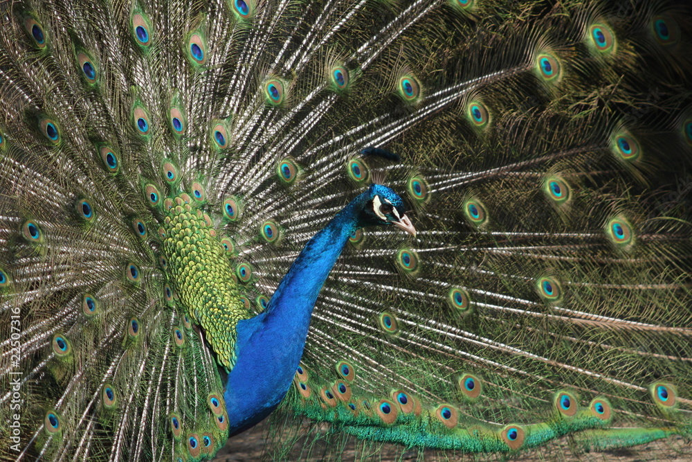 Obraz premium Peacock