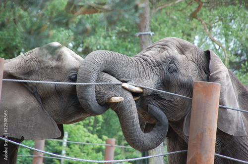Photography Elephants in Love