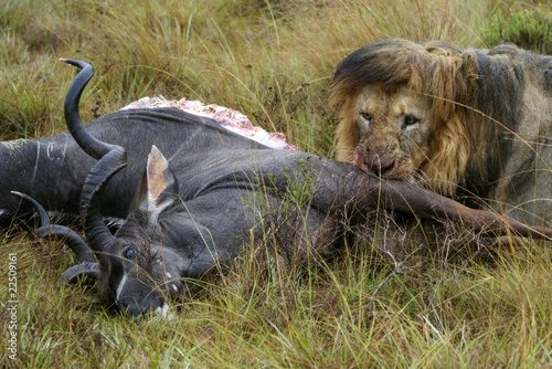 Lion eating its prey