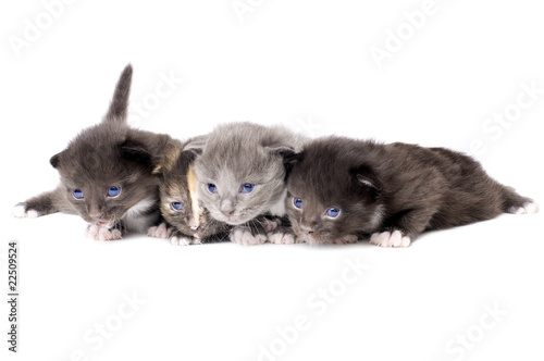 fluffy little kittens