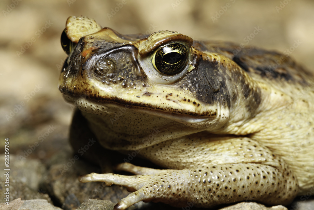 Fototapeta premium cane toad