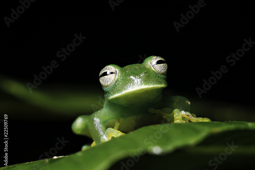 tree frog photo