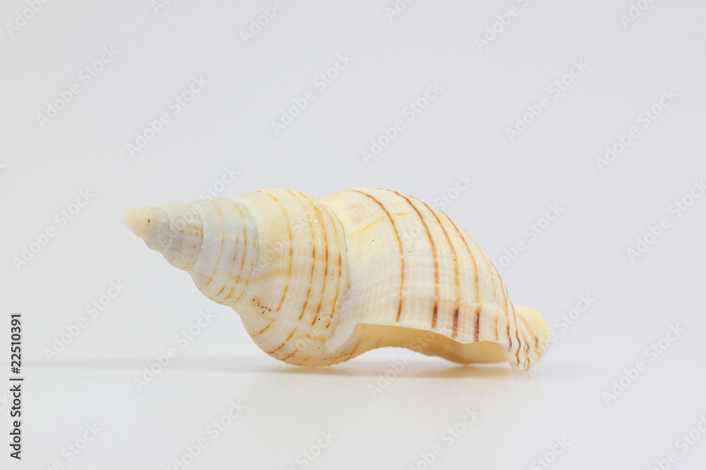 Muscheln5 Muscheln5