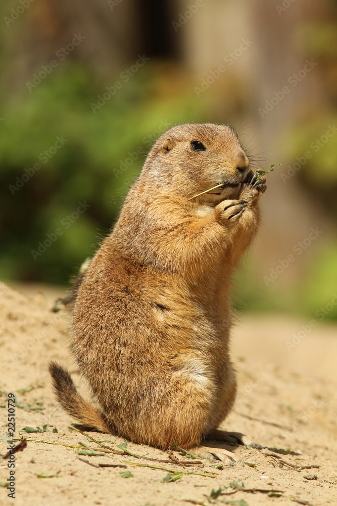 Naklejka premium Prairie dog standing upright and eating