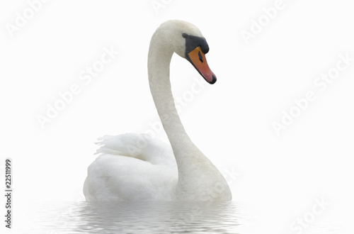 Fototapeta Naklejka Na Ścianę i Meble -  Swan on the water.