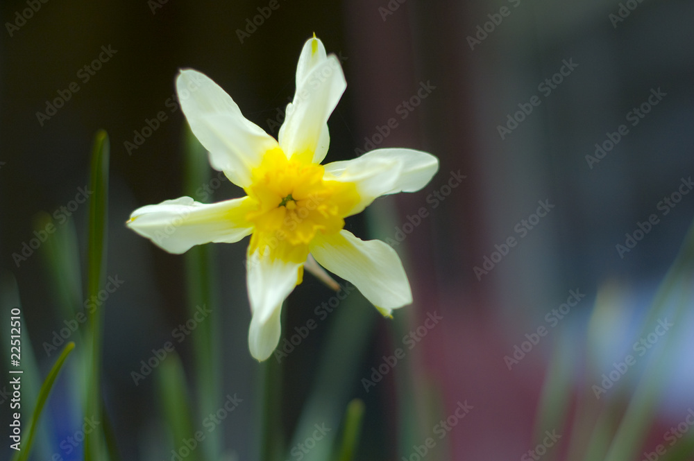 daffodil