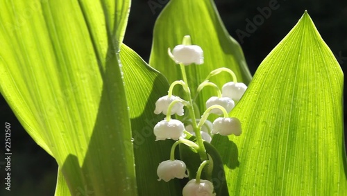 Muguet