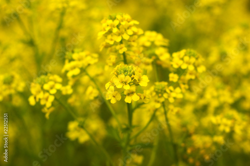 yellow flower © Artur Golbert