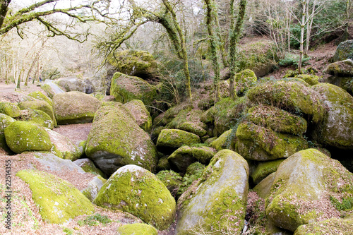 big rocks in a brittany forest photo