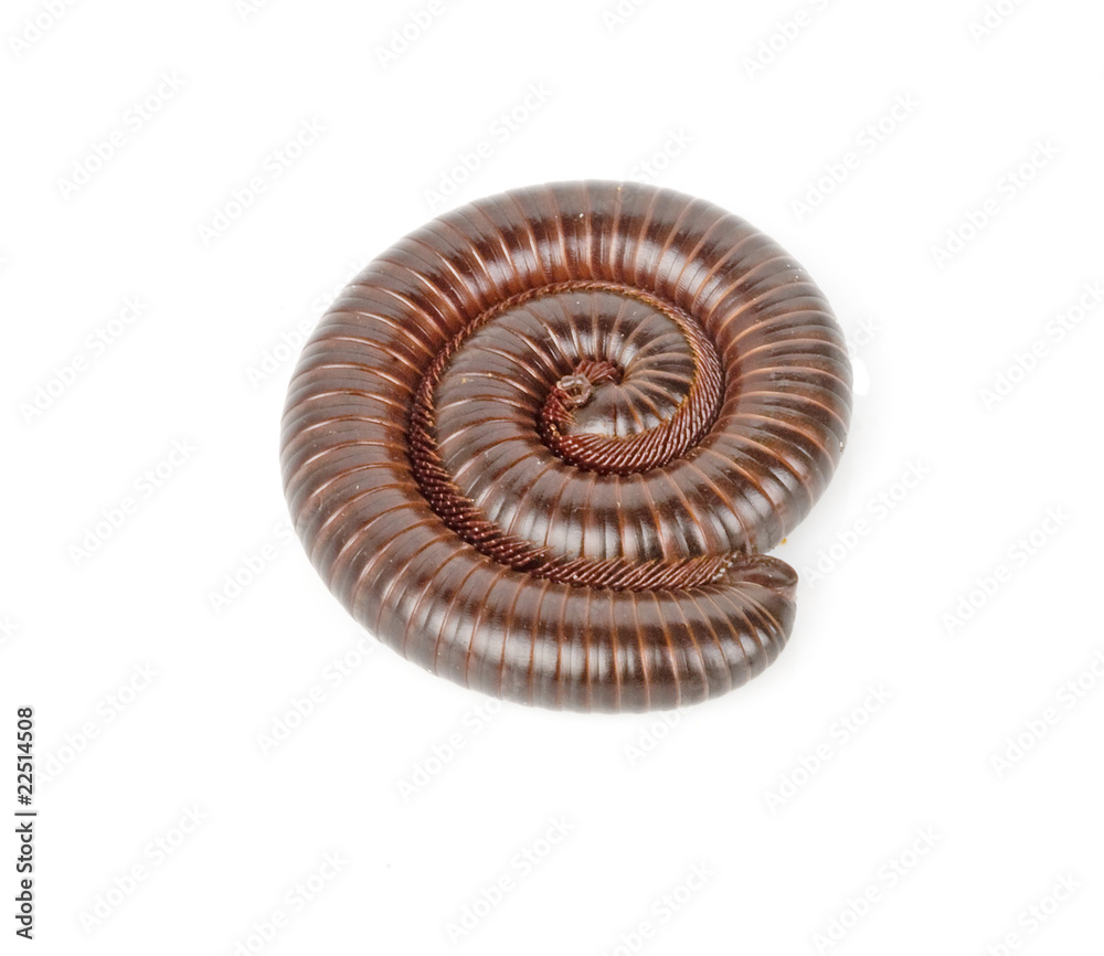 Millipede