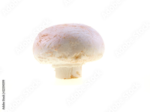 white champignon isolated on white background