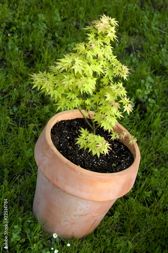 small maple tree in pot, latin name acer palmatum