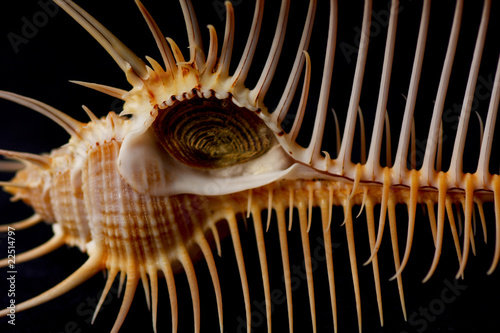 Spiney Muerax