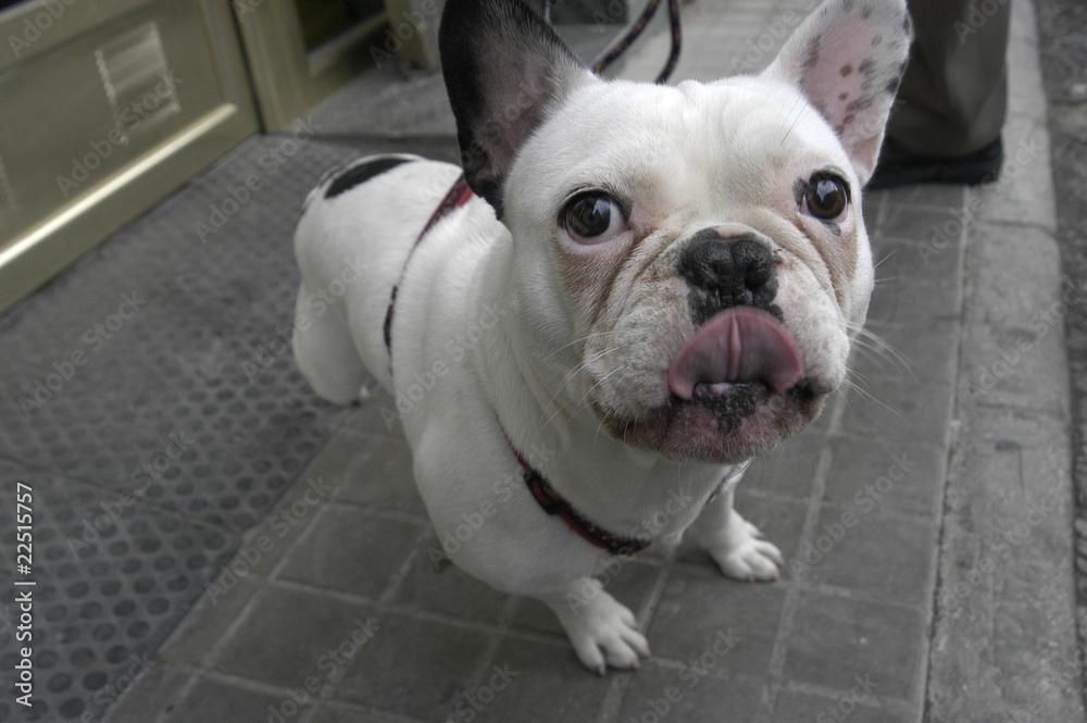 Fototapeta premium Bulldog francés 73