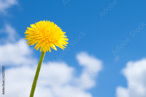 Fototapeta spring flower on blue sky