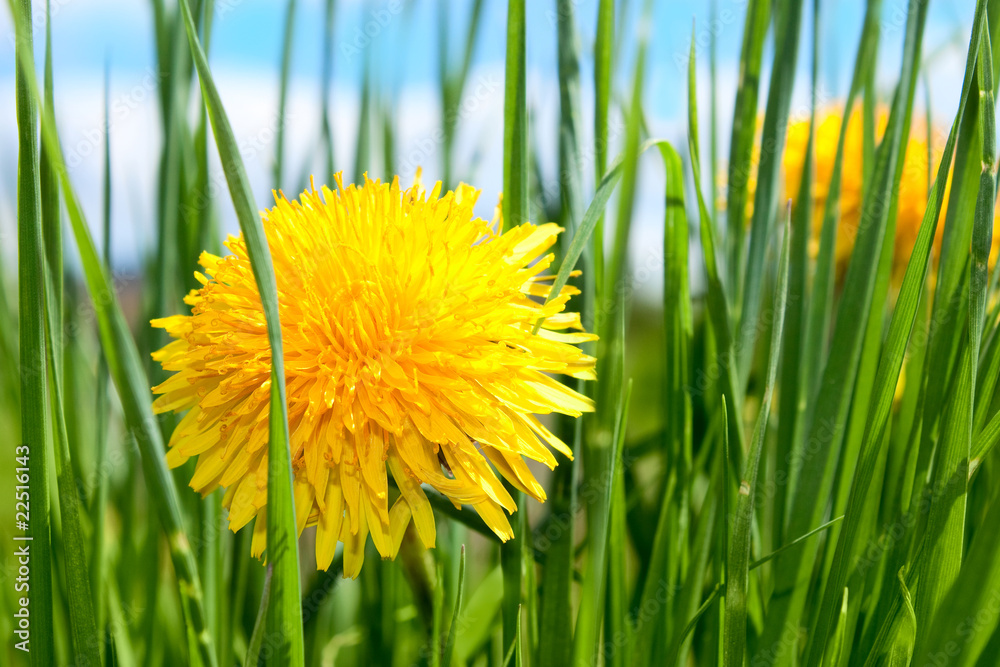 spring flower in grass spring flower in grass