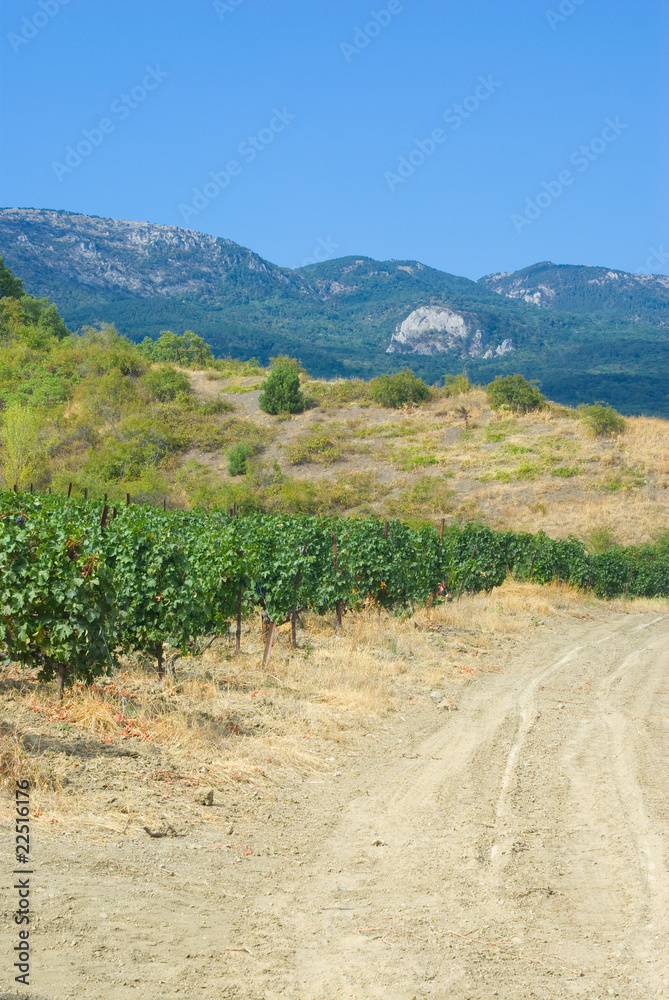 Vineyard, mountains, and road