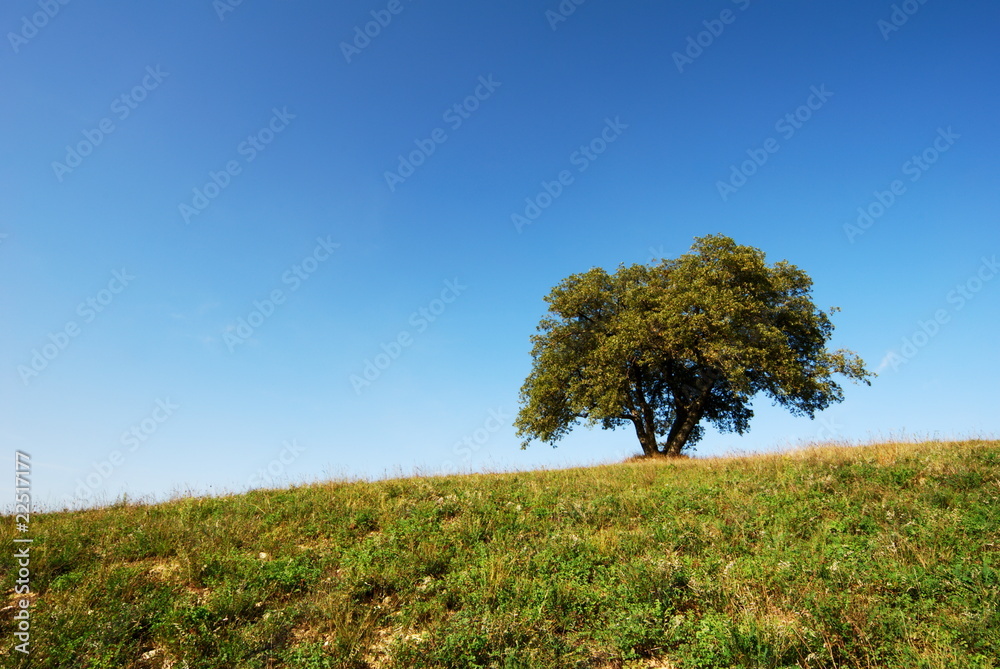 Solitary oak tree Solitary oak tree