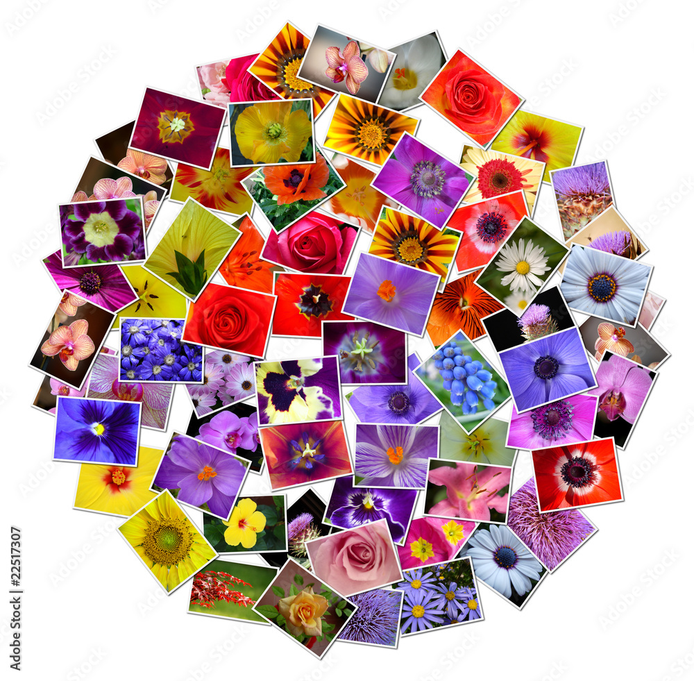 Fototapeta premium Flowers collage