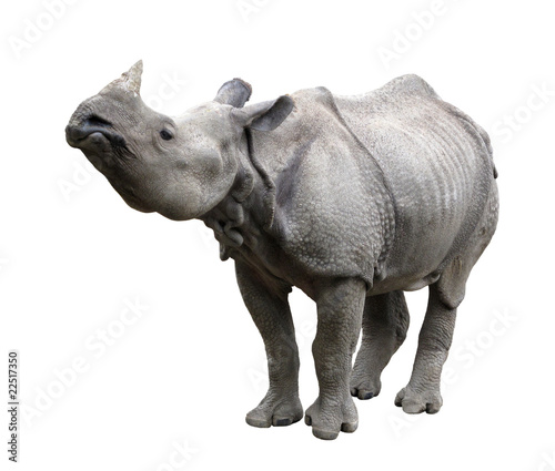 Rhinoceros rhino