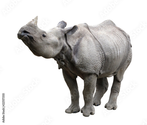 Rhinoceros rhino photo