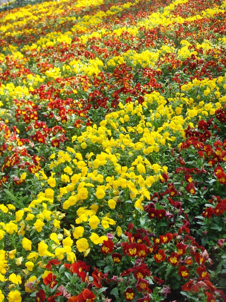 Flowers field
