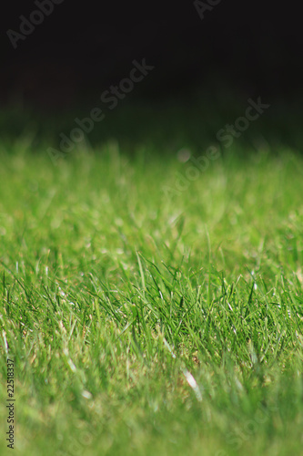 Wallpaper Mural Green Grass Torontodigital.ca