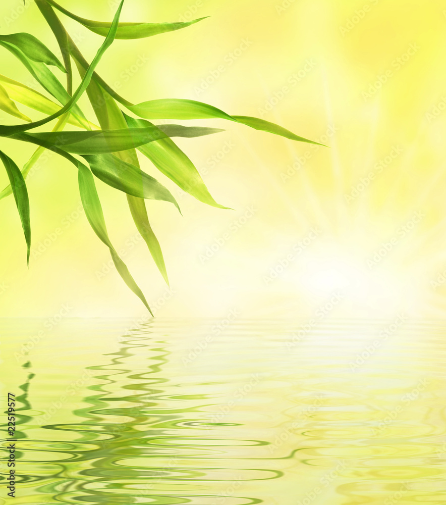 Obraz premium bamboo leaves over water