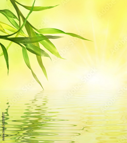 bamboo leaves over water