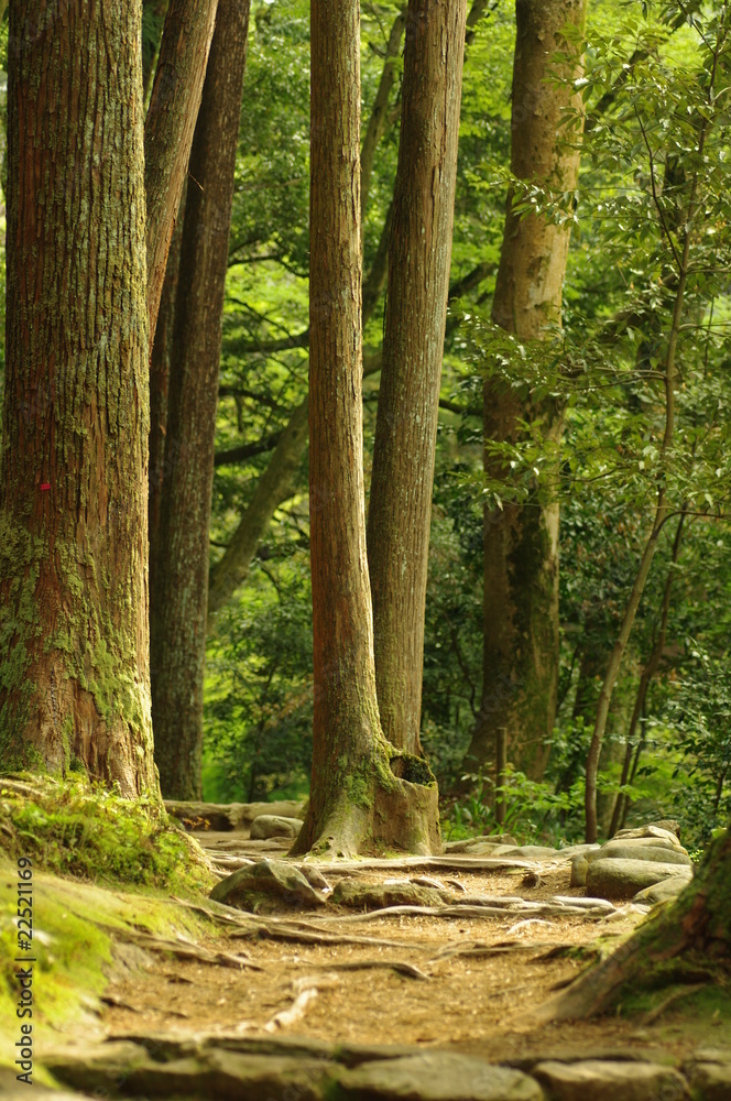 Obraz premium 山中の森