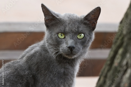 Grey cat photo