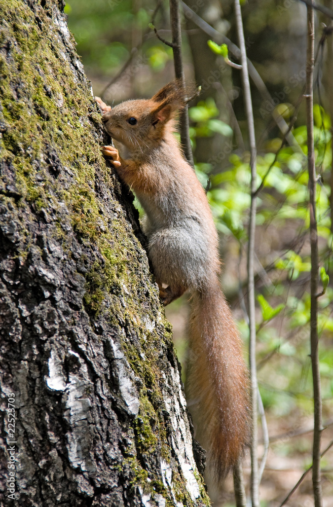 squirrel