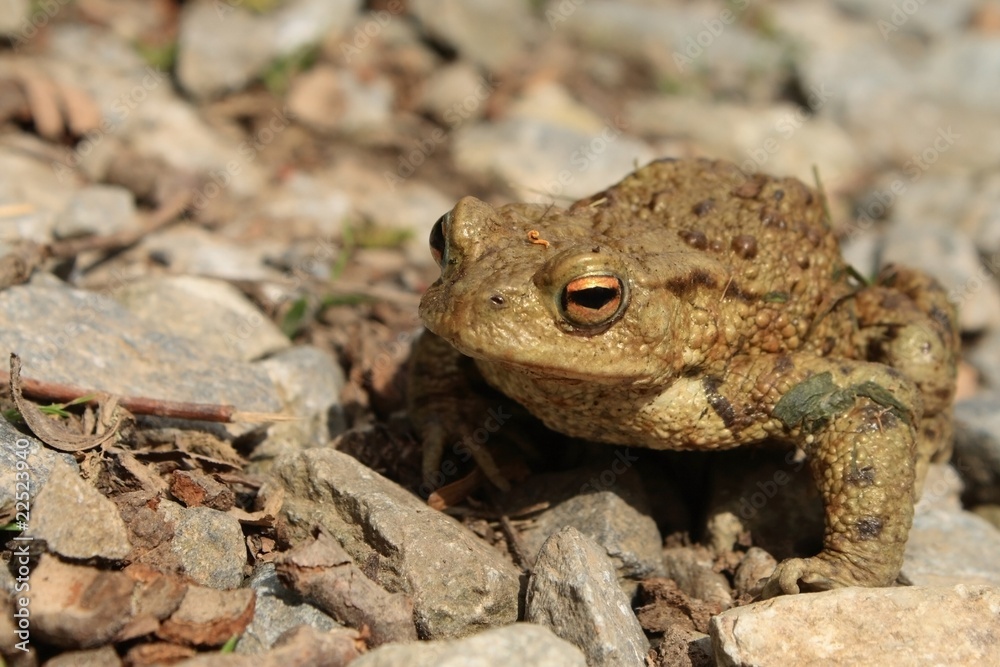 European toad European toad