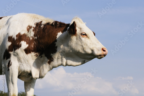 Inspiration bovine photo