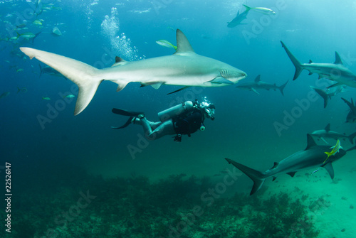 diver and reef shark #22526147