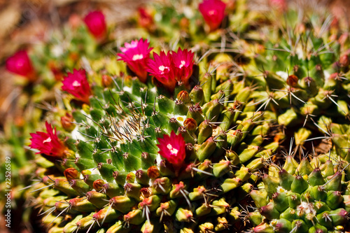 Mammillaria Cactus blooming in spring